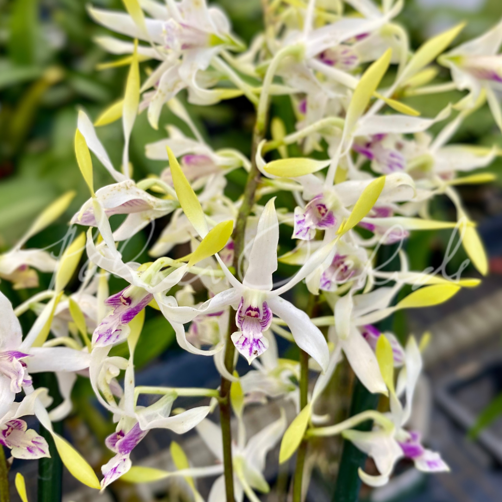 Den. Lowana Nioka — Palmer Orchids